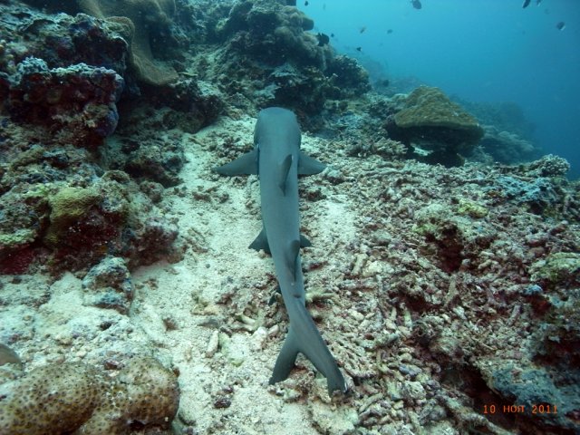 Sipadan175